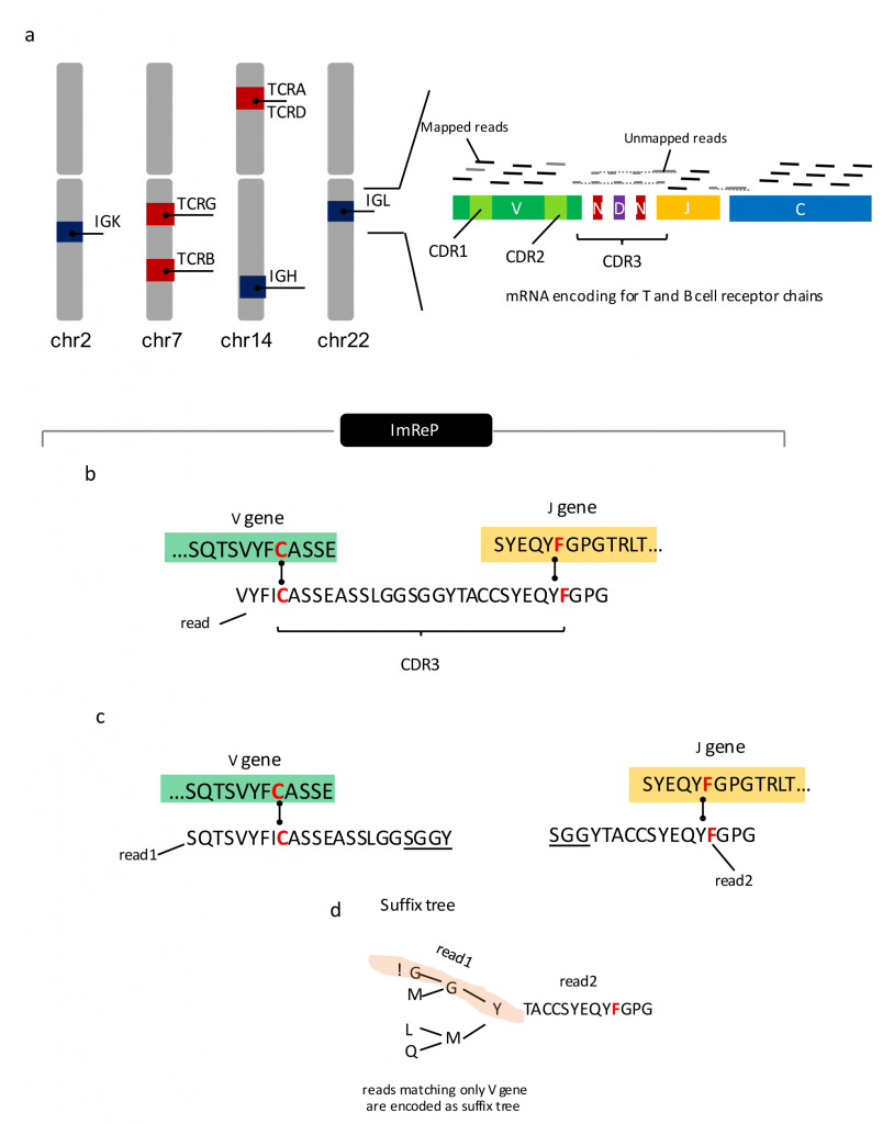 Figure 1. Overview of ImReP.