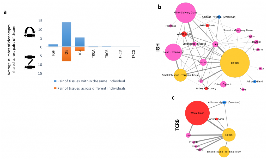 Figure 6. Flow of T and B cell clonotypes across diverse human tissues.