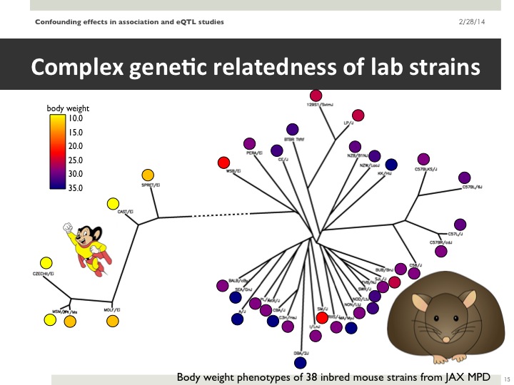 mouse-phylogeny-slide